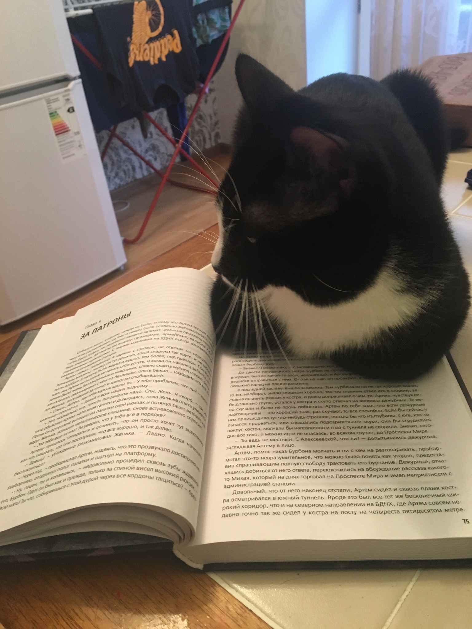 well-read cat - My, cat, Catomafia