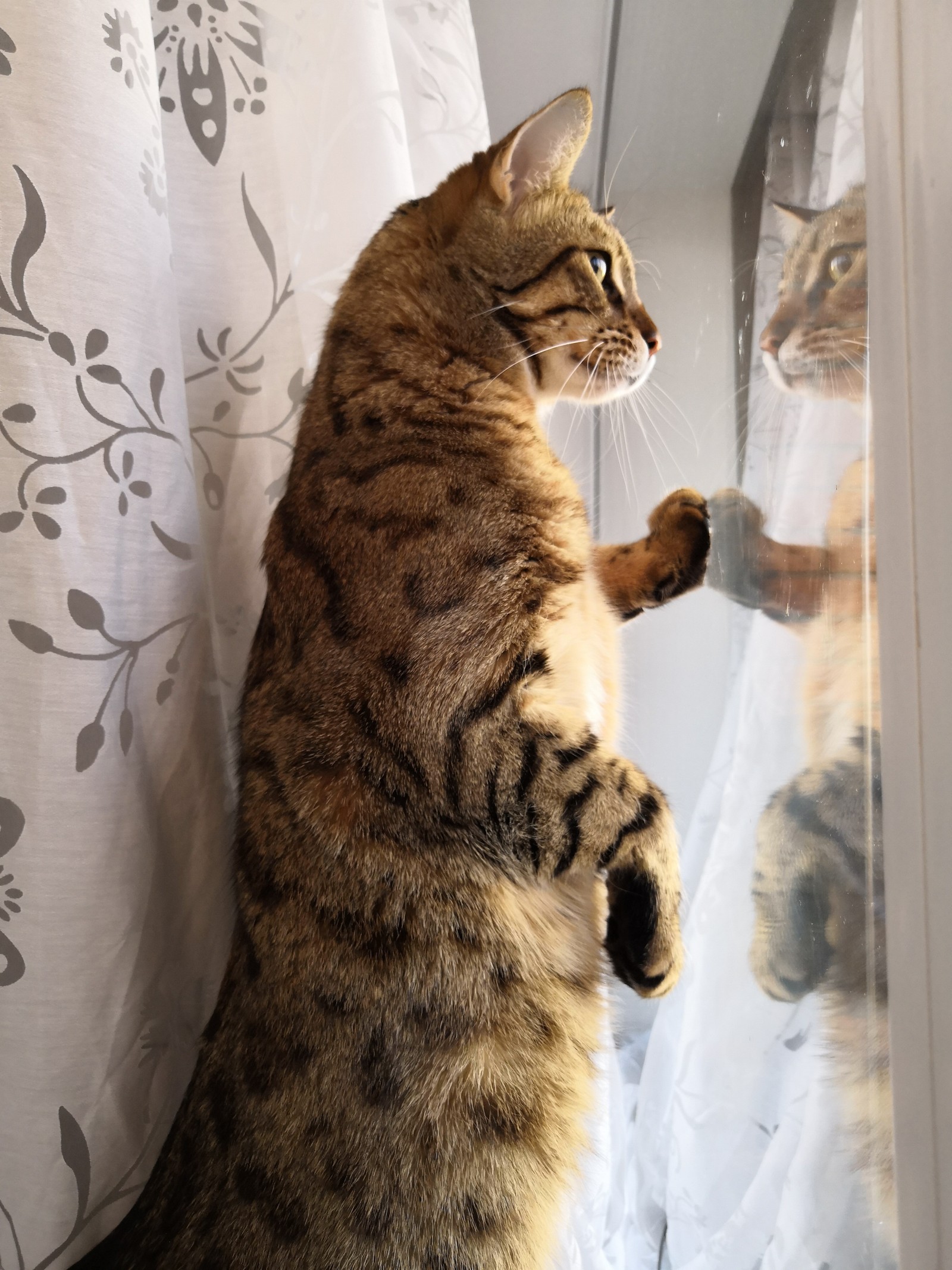 Oh this look - My, cat, Window, Reflection, Catomafia