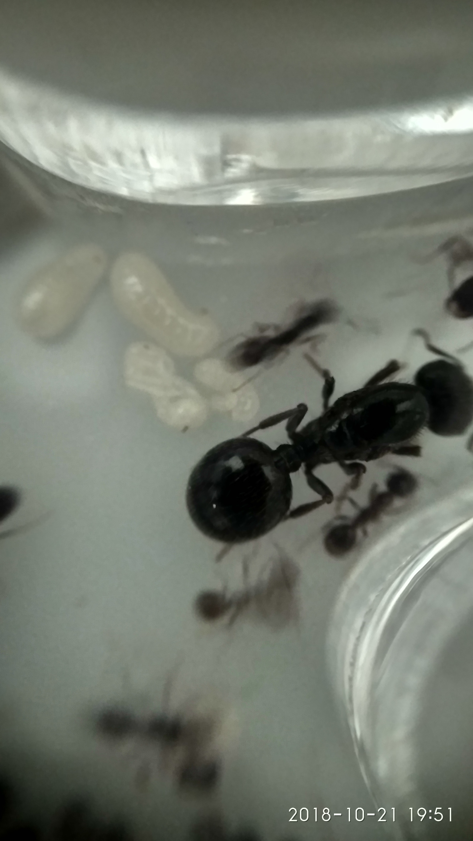 3rd day, after the complete migration of ants to the formicarium. - My, Myrmikiper, Formicaria, Ants, Insects, Longpost