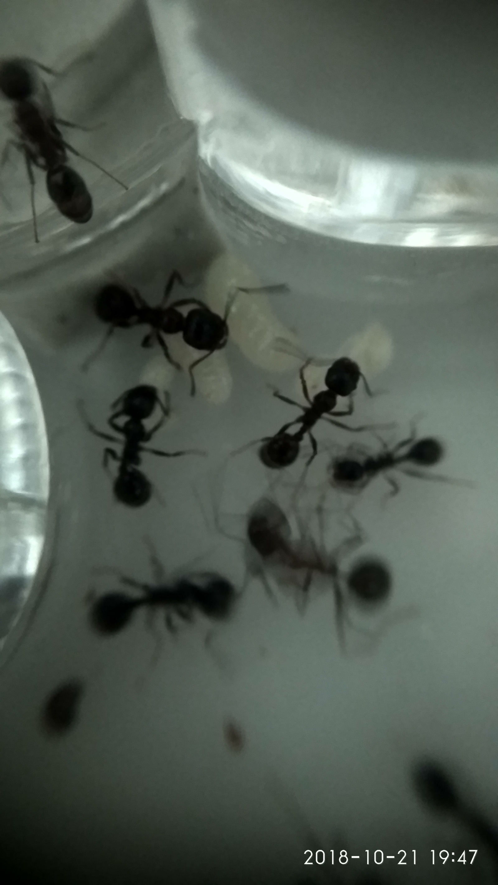 3rd day, after the complete migration of ants to the formicarium. - My, Myrmikiper, Formicaria, Ants, Insects, Longpost