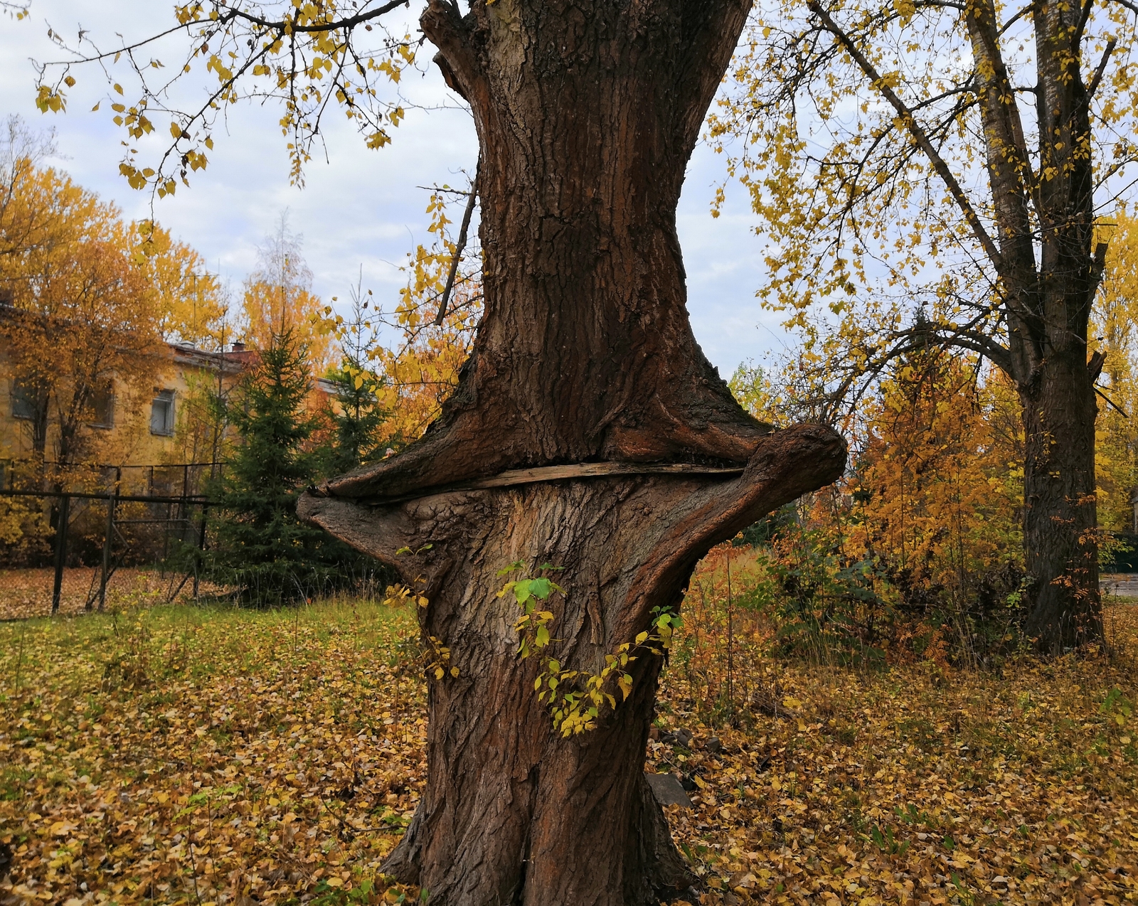 Чудо-дерево - Моё, Фотография, Чудо-Дерево