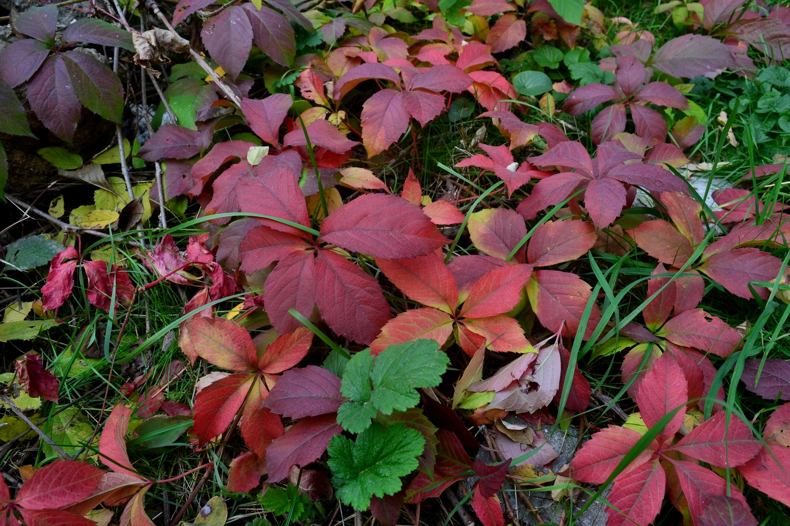 A bit of autumn in Odessa - Autumn, Odessa, Indian summer, Longpost