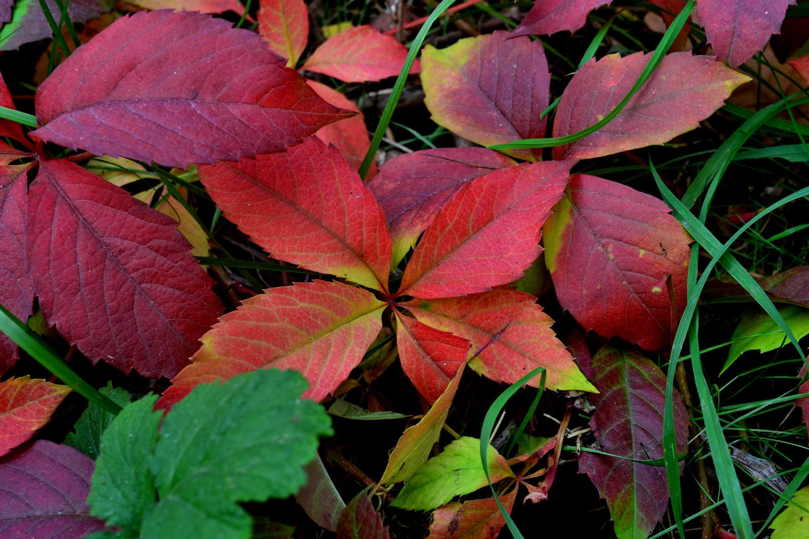 A bit of autumn in Odessa - Autumn, Odessa, Indian summer, Longpost