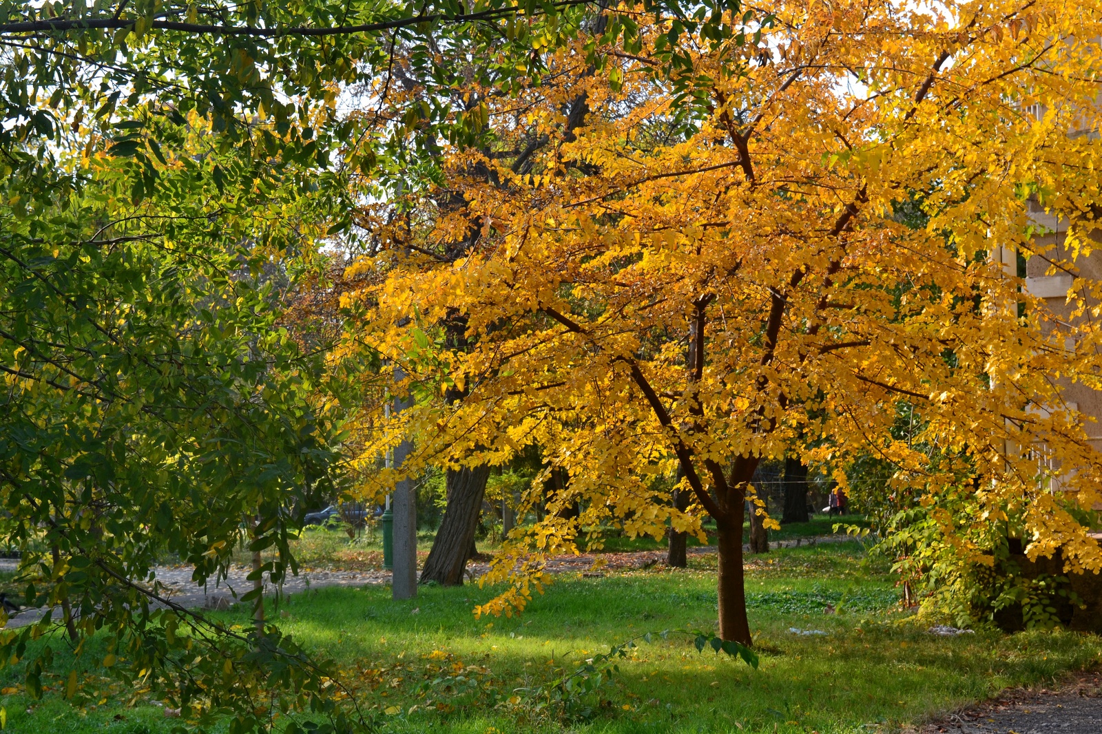 A bit of autumn in Odessa - Autumn, Odessa, Indian summer, Longpost