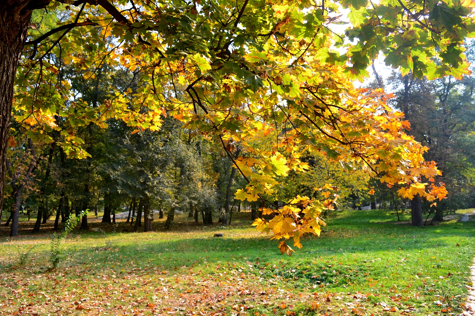 A bit of autumn in Odessa - Autumn, Odessa, Indian summer, Longpost