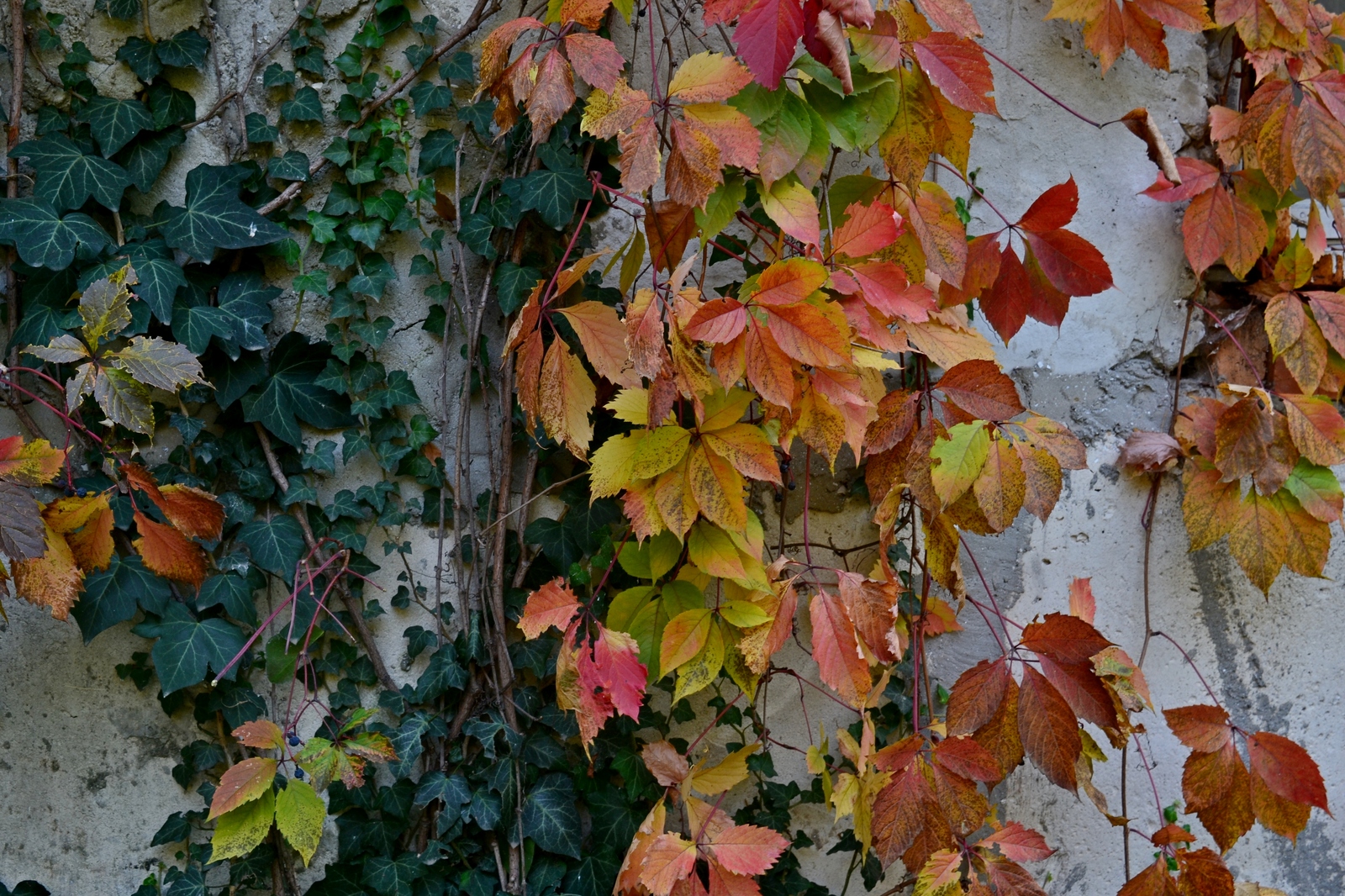 A bit of autumn in Odessa - Autumn, Odessa, Indian summer, Longpost