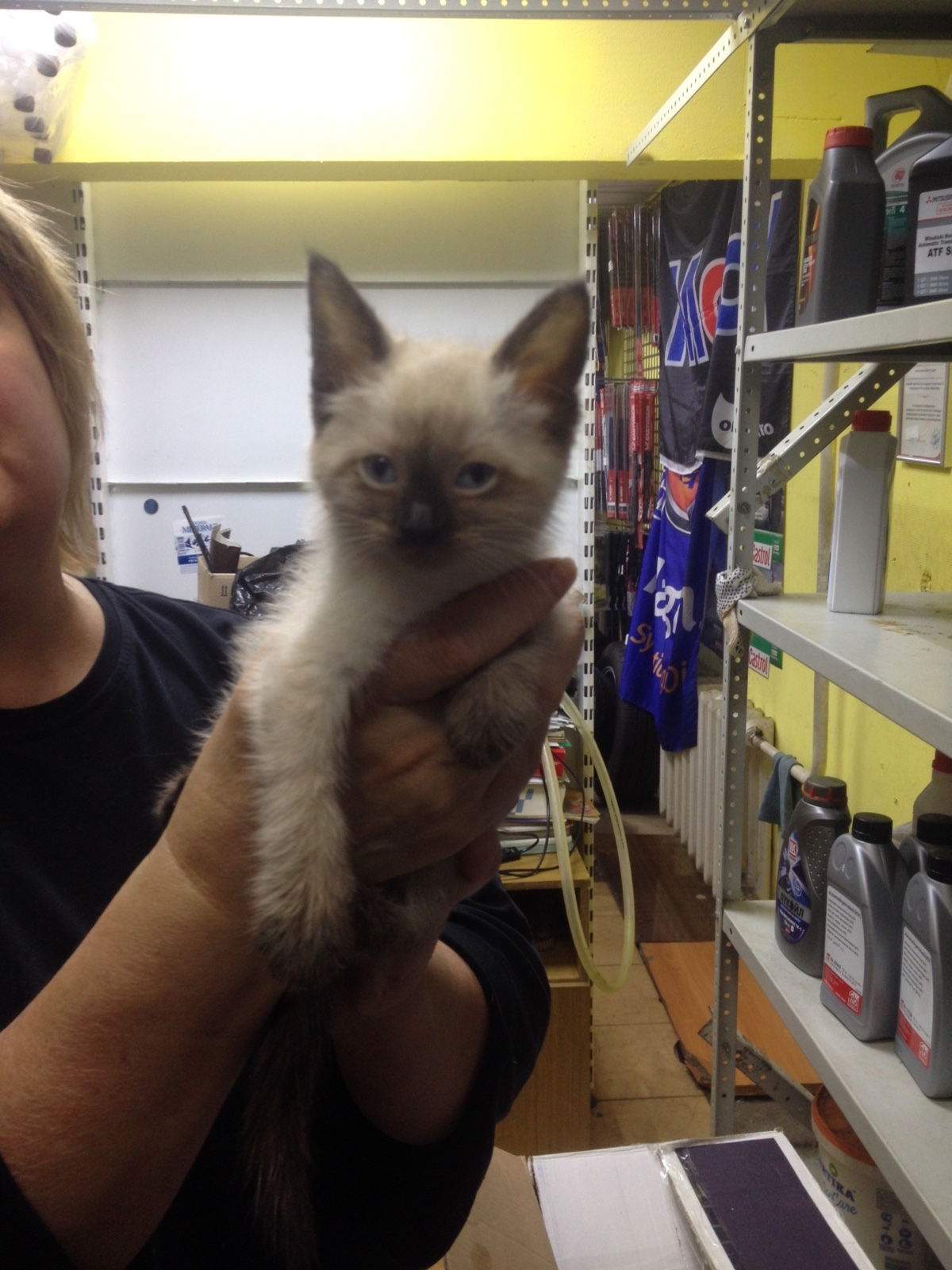 Kitten in good hands. Moscow - My, In good hands, cat, Moscow, Siamese cat, Подмосковье, No rating