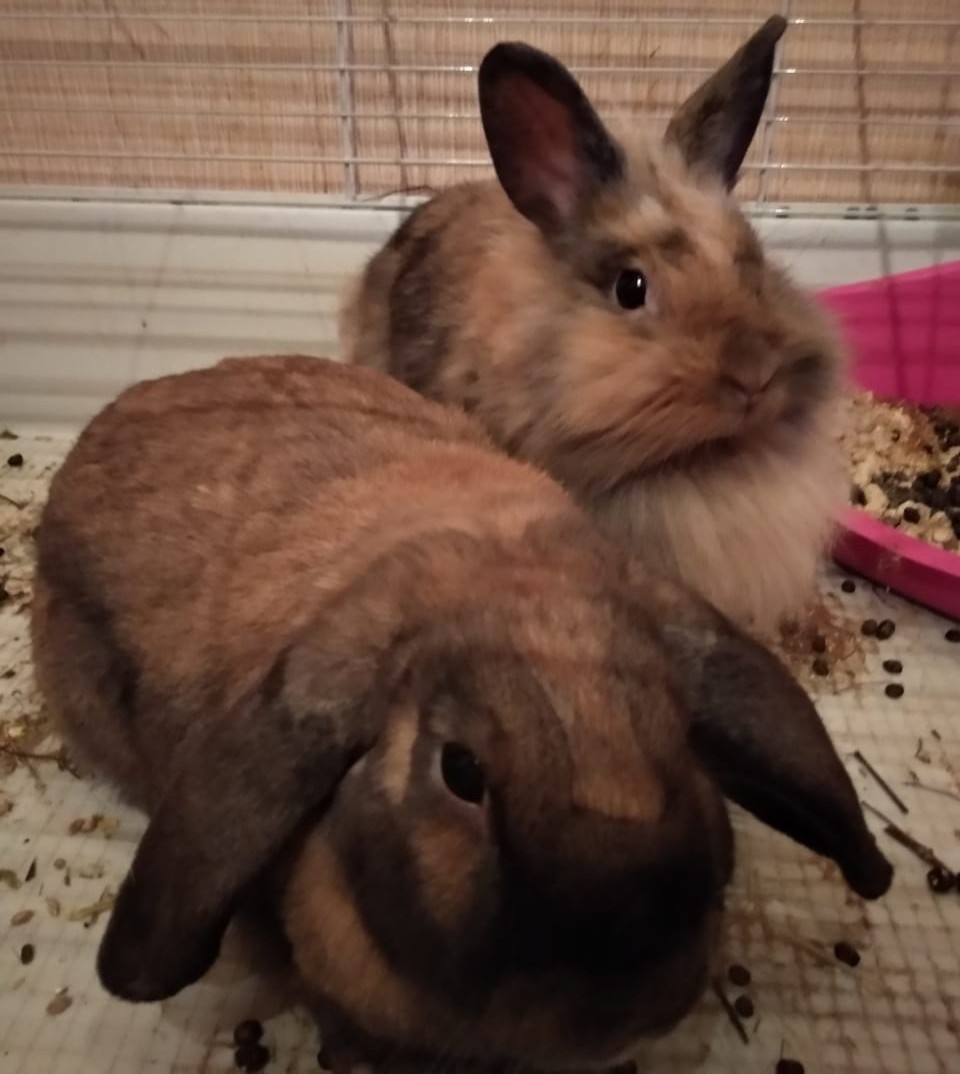 domestic rabbits - My, Rabbit, Fluffy, Longpost