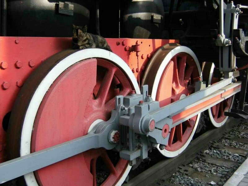 Good couch - Railway, cat, Locomotive