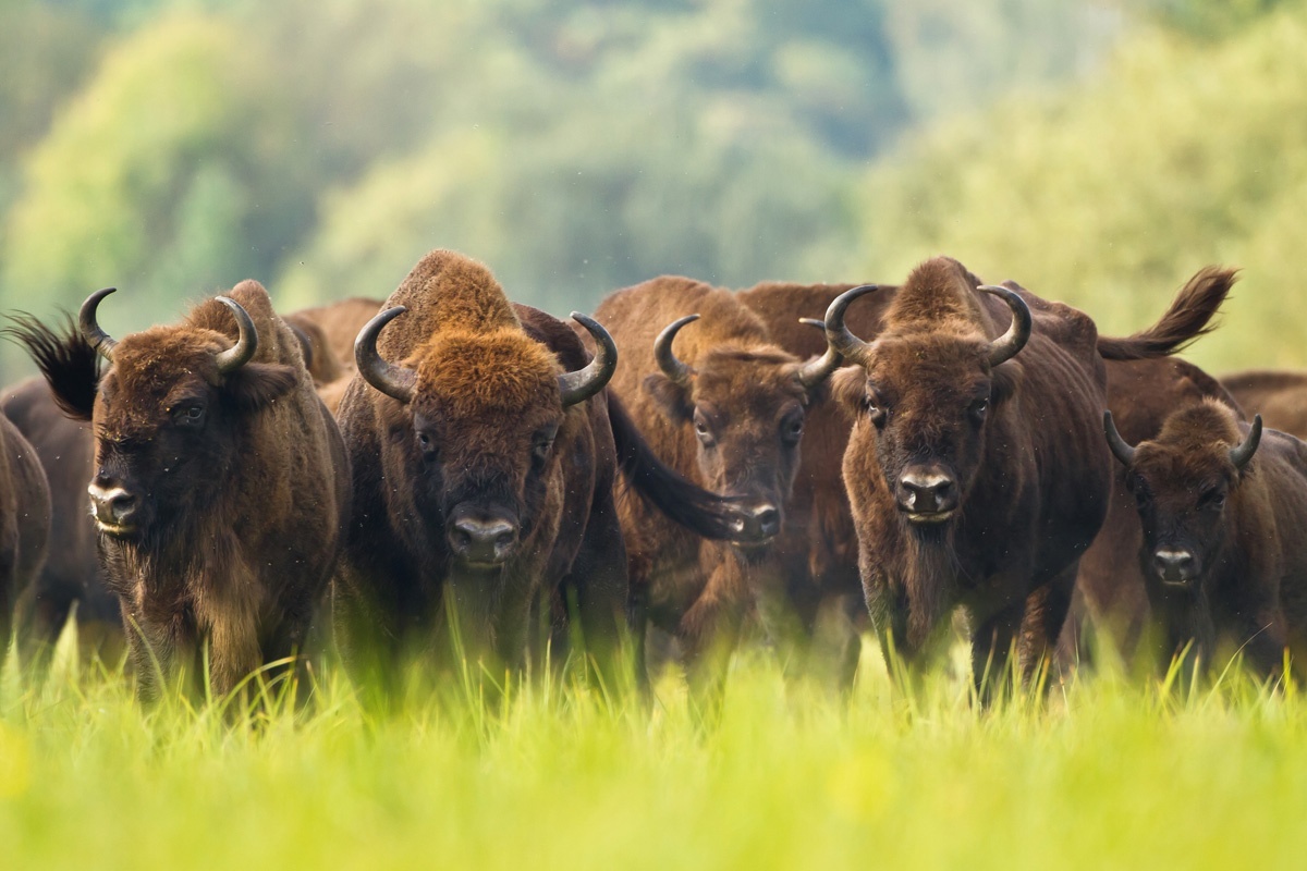 European bison | Rescued by zoos - My, Animals, Zoo, Nature, Interesting, Reserve, Red Book, Wild animals, Wild land, Longpost, Reserves and sanctuaries