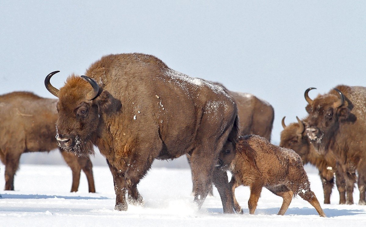 European bison | Rescued by zoos - My, Animals, Zoo, Nature, Interesting, Reserve, Red Book, Wild animals, Wild land, Longpost, Reserves and sanctuaries