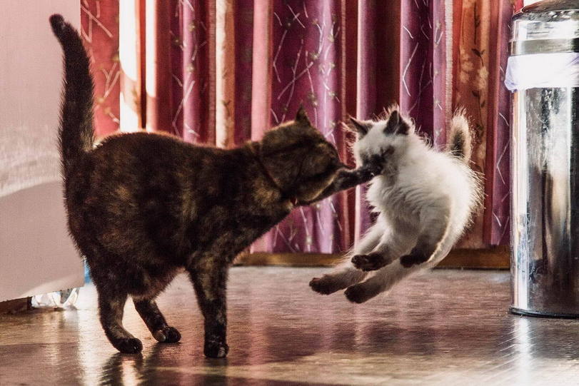 Knockout - cat, On the face, Karate, The photo, Catomafia