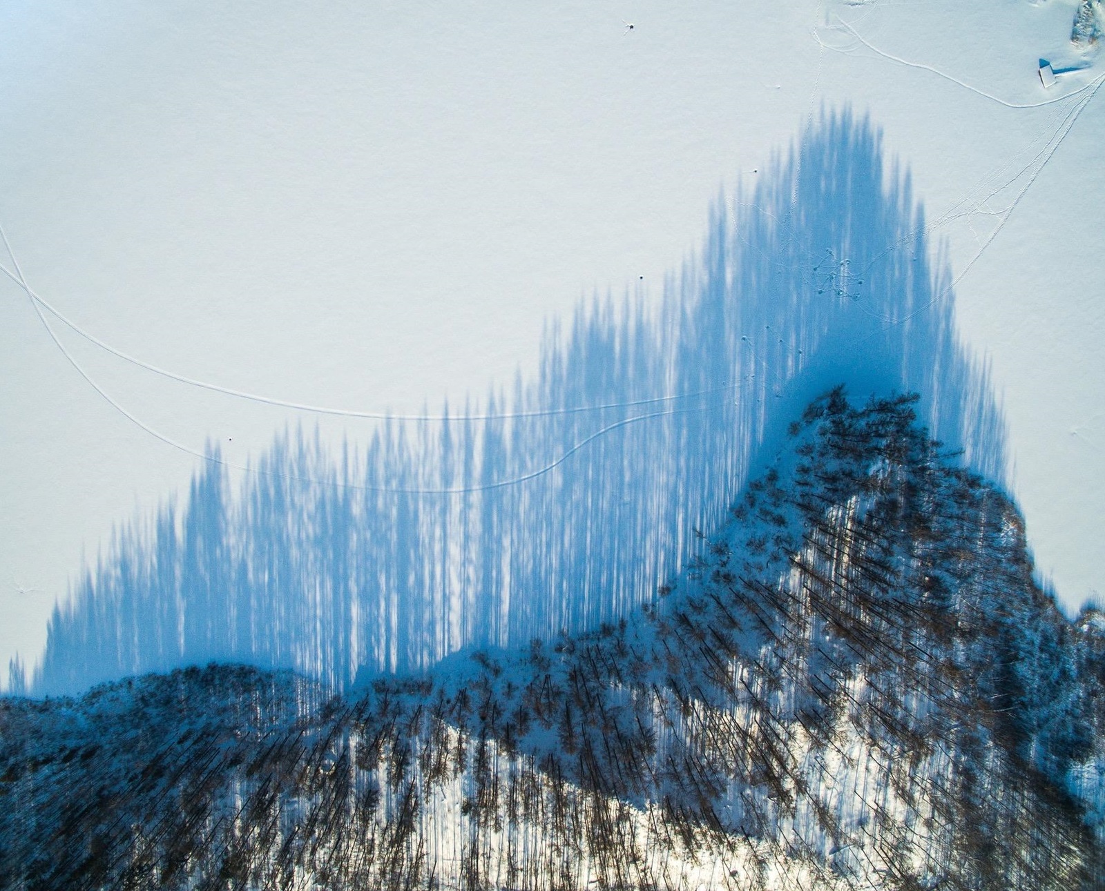 A game of shadows - The photo, Forest, Shadow, Lake