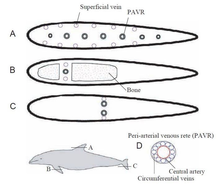 Dorsal fin of a male killer whale - The science, Biologists, Killer whale, Copy-paste, Elementy ru, Longpost