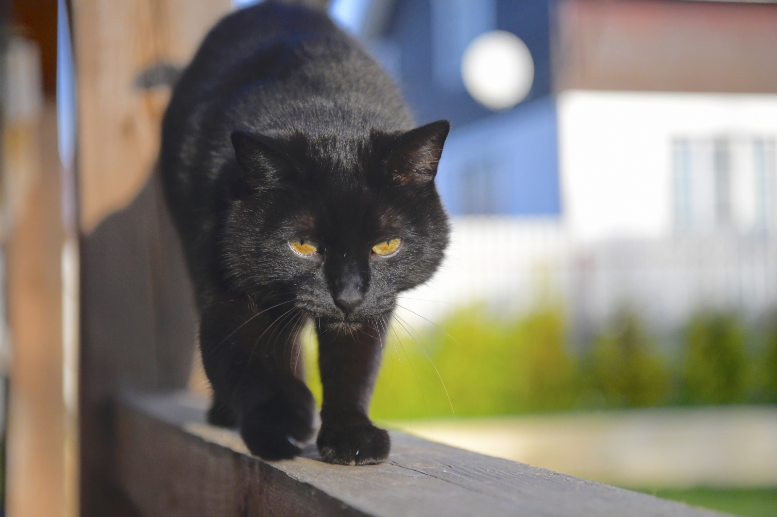 Black - My, cat, Catomafia, Black cat, Video, Longpost