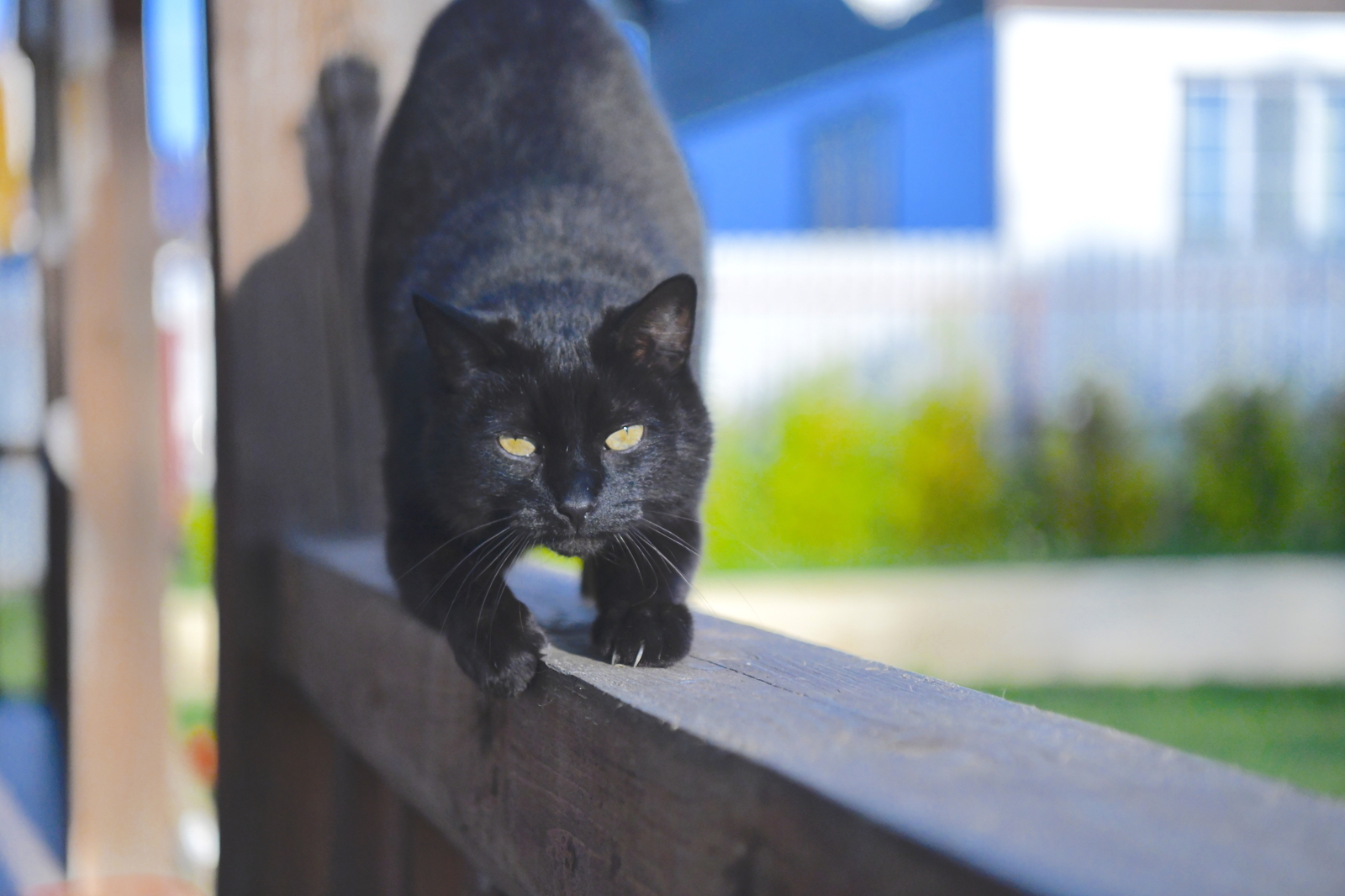 Black - My, cat, Catomafia, Black cat, Video, Longpost