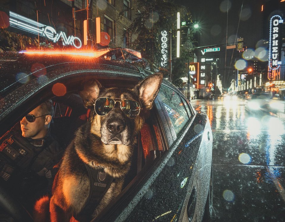 Cool photo of K9 and his dog handler - The calendar, Vancouver, Police, k-9, Dog, Service dogs, Canada