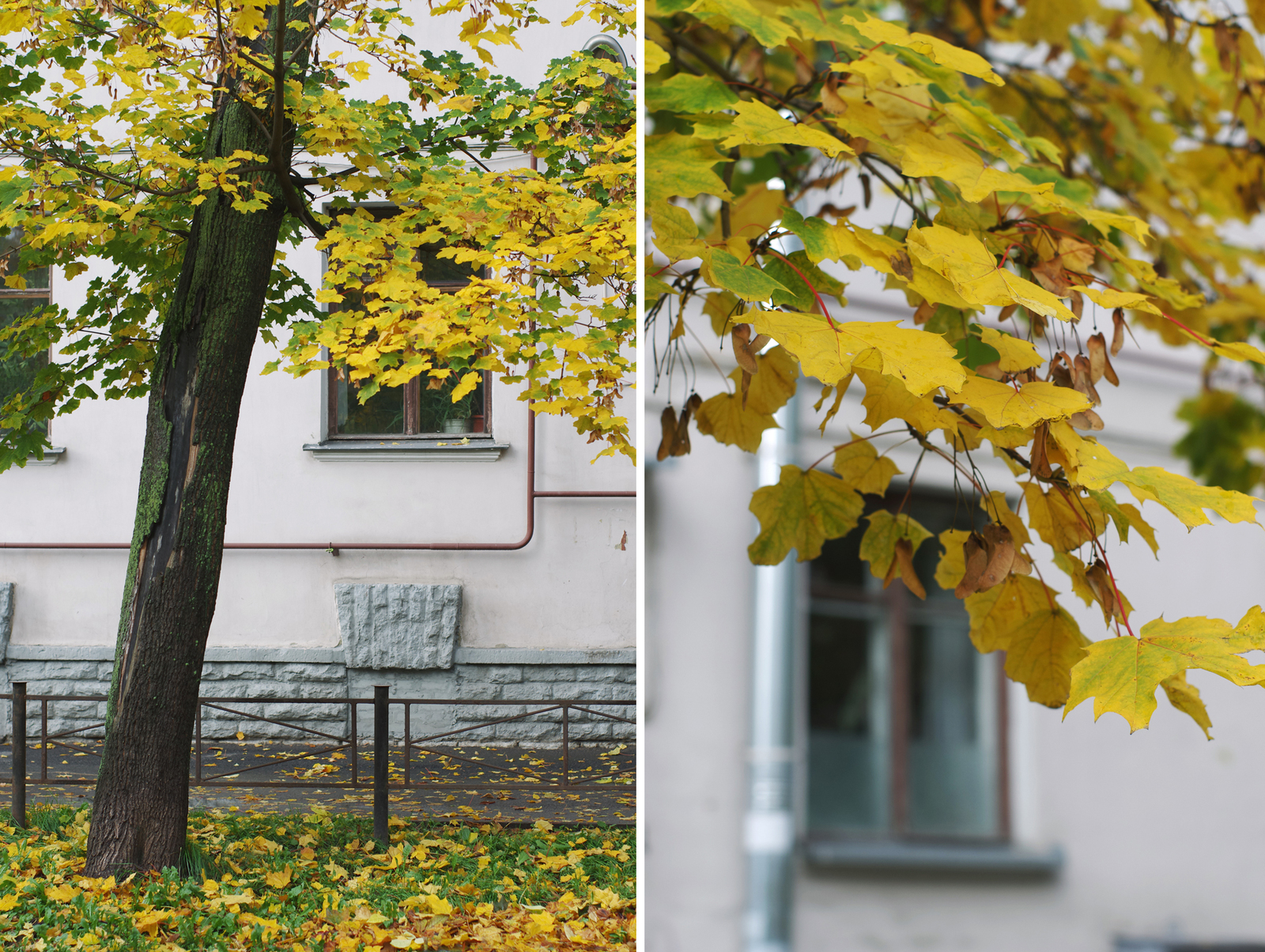 One Hundred Shades of Autumn on the Black River. - My, Saint Petersburg, Black River, Cityscapes, Autumn, The photo, Courtyard, Leaves, Longpost, Street photography