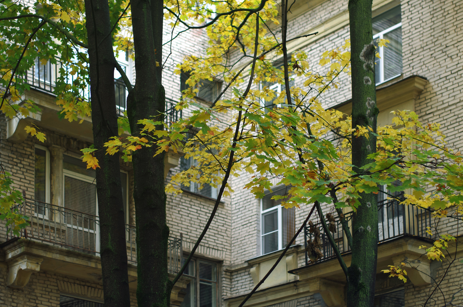 One Hundred Shades of Autumn on the Black River. - My, Saint Petersburg, Black River, Cityscapes, Autumn, The photo, Courtyard, Leaves, Longpost, Street photography