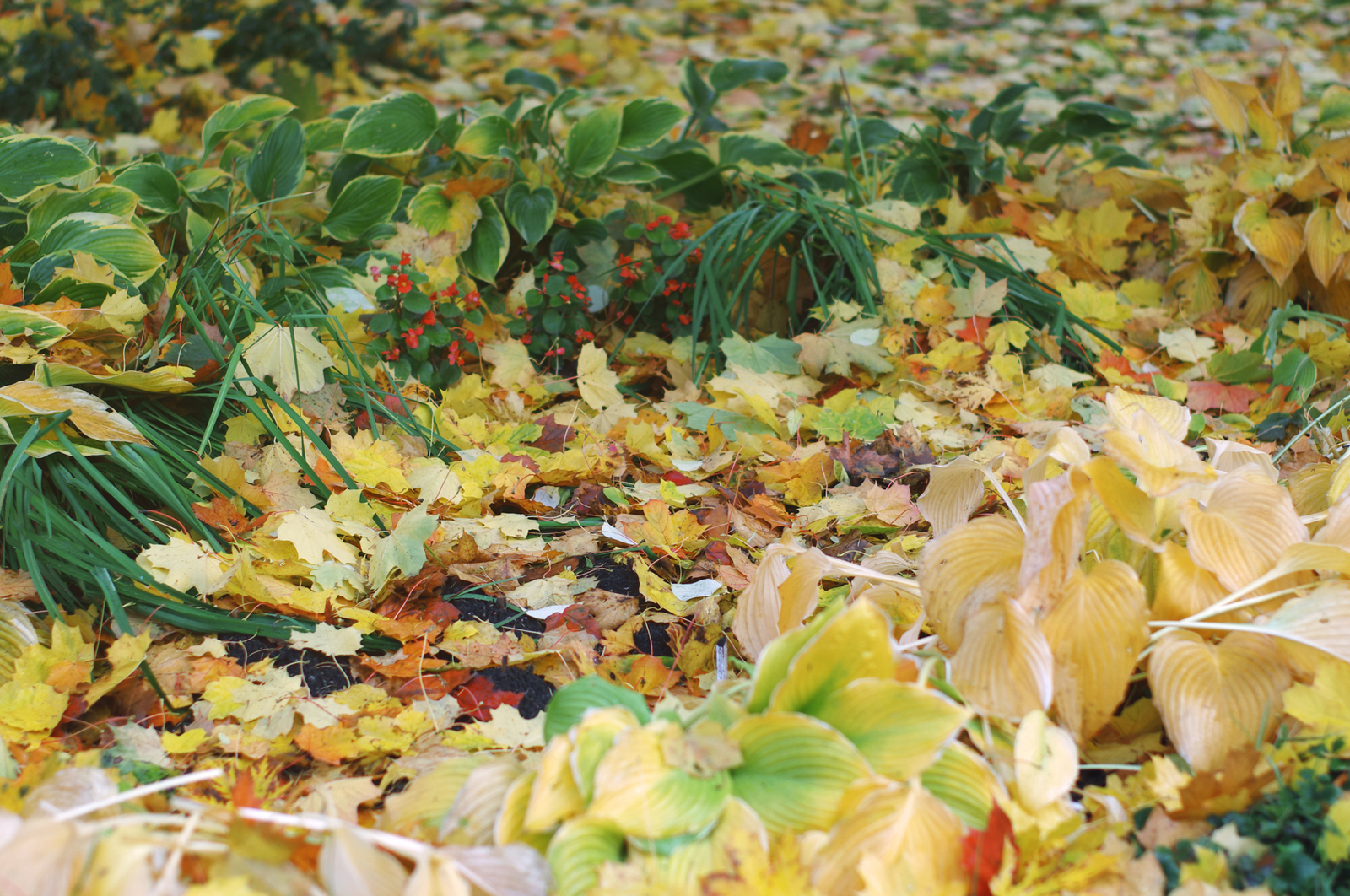 One Hundred Shades of Autumn on the Black River. - My, Saint Petersburg, Black River, Cityscapes, Autumn, The photo, Courtyard, Leaves, Longpost, Street photography