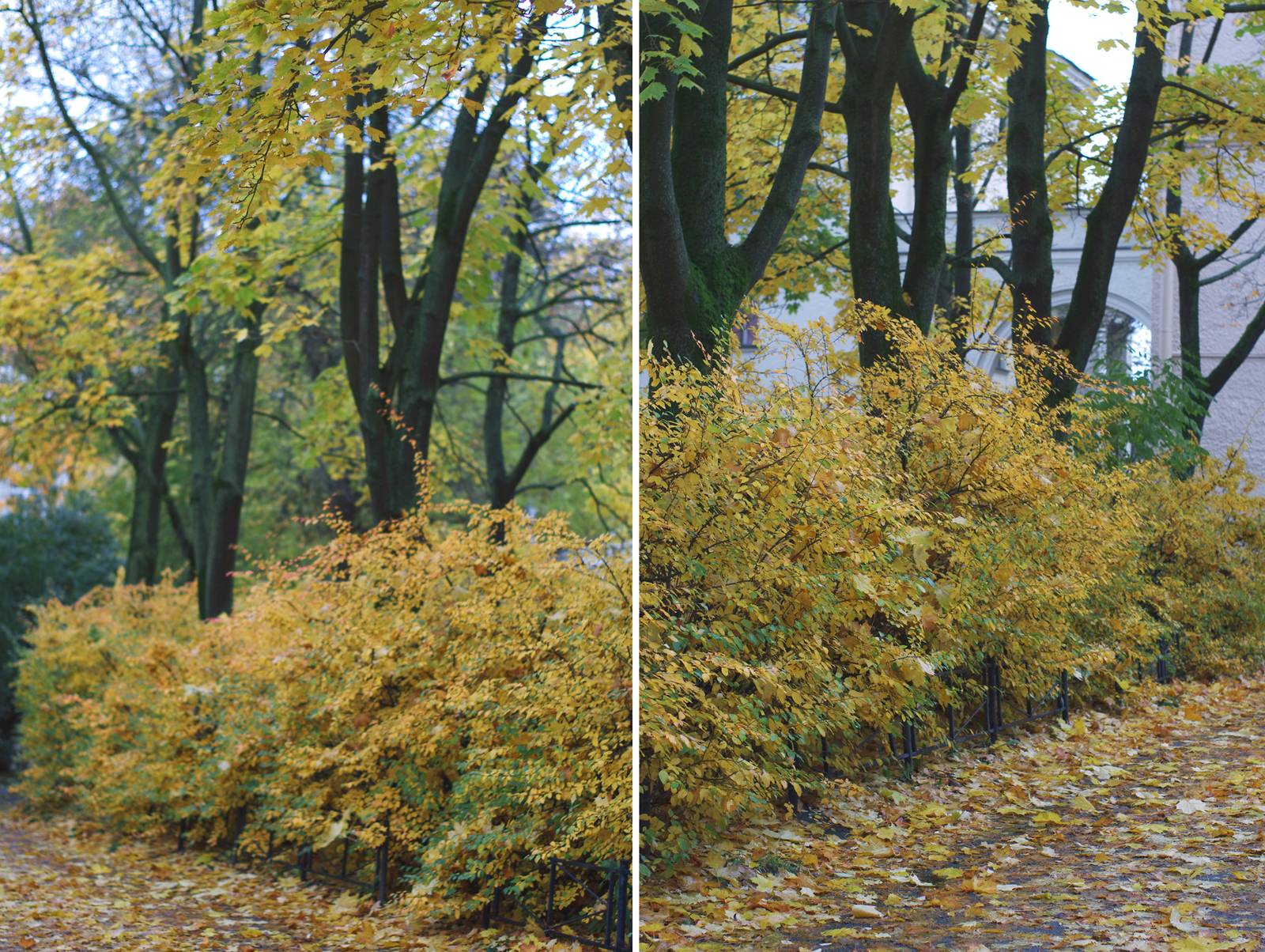 One Hundred Shades of Autumn on the Black River. - My, Saint Petersburg, Black River, Cityscapes, Autumn, The photo, Courtyard, Leaves, Longpost, Street photography