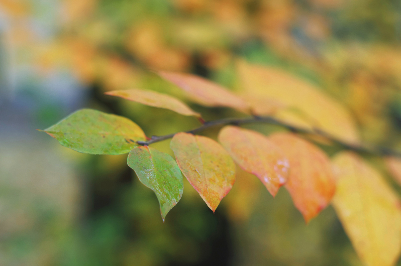 One Hundred Shades of Autumn on the Black River. - My, Saint Petersburg, Black River, Cityscapes, Autumn, The photo, Courtyard, Leaves, Longpost, Street photography