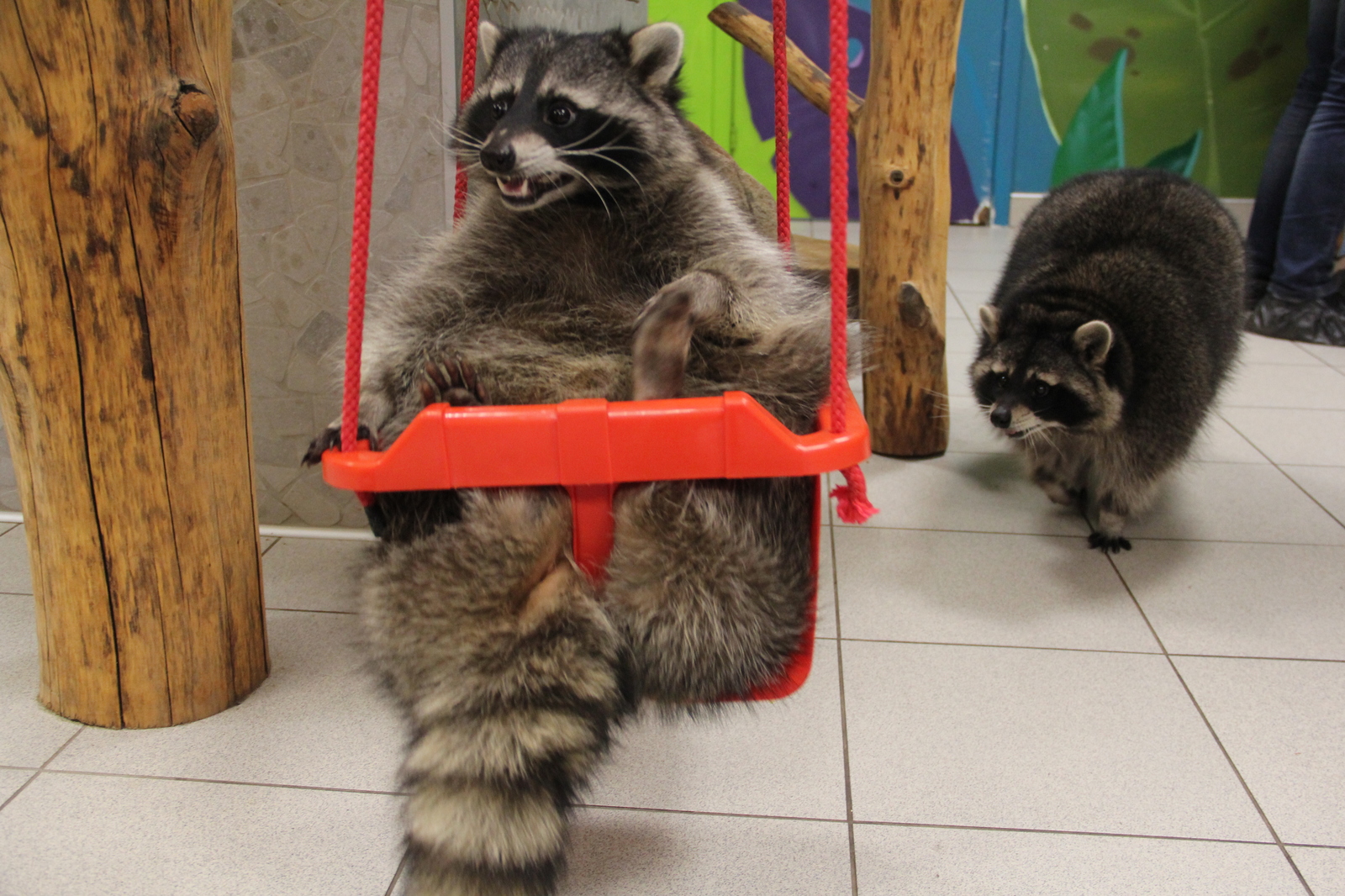 Just a raccoon swinging on a swing - Raccoon, Animals