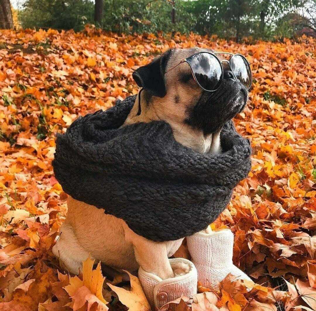 Autumn, it's time to warm up - Autumn, Cold, Pug, Dog, From the network