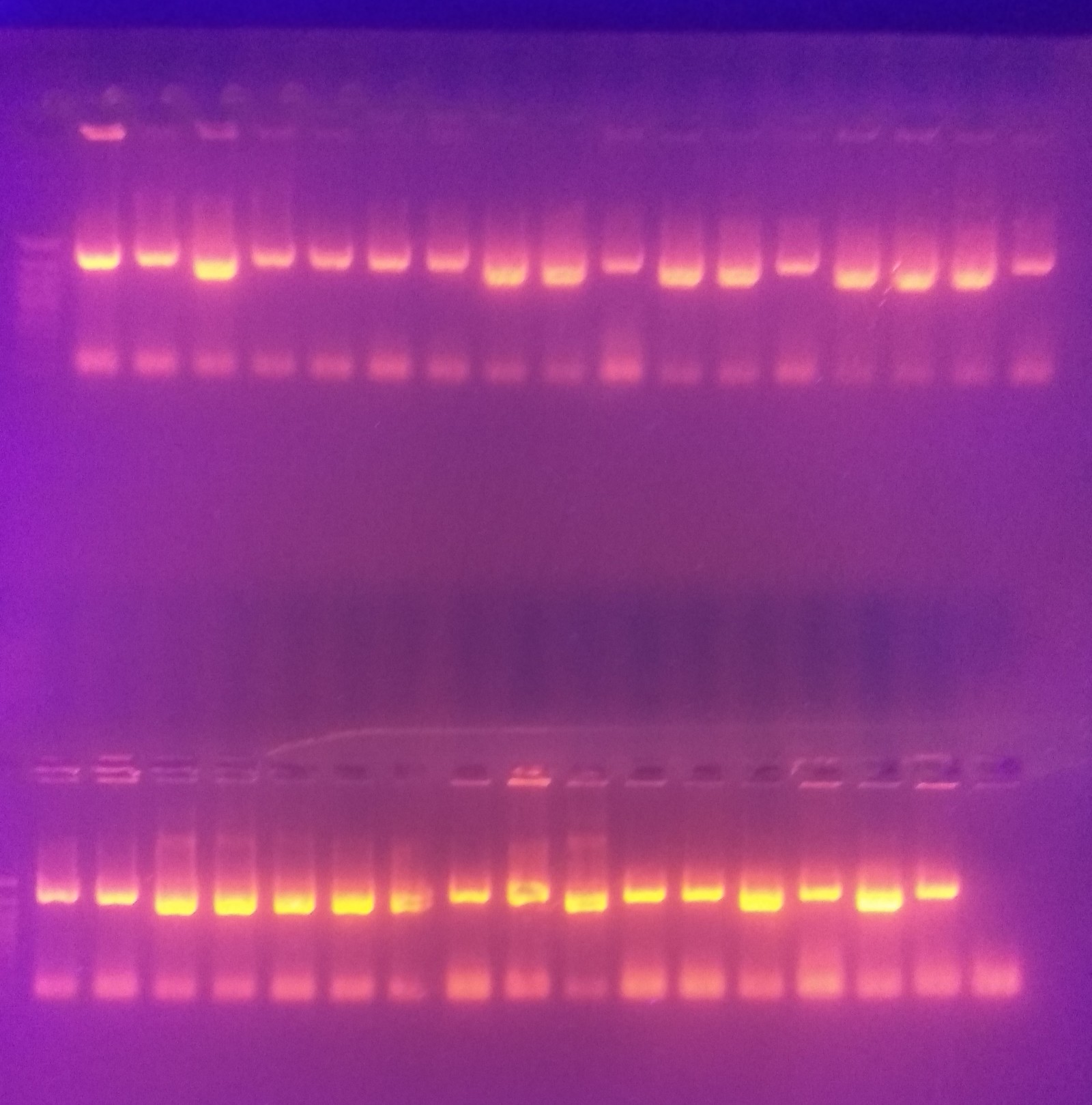 PCR, sho tse take? - PCR, Genetics, Molecular biology, Longpost