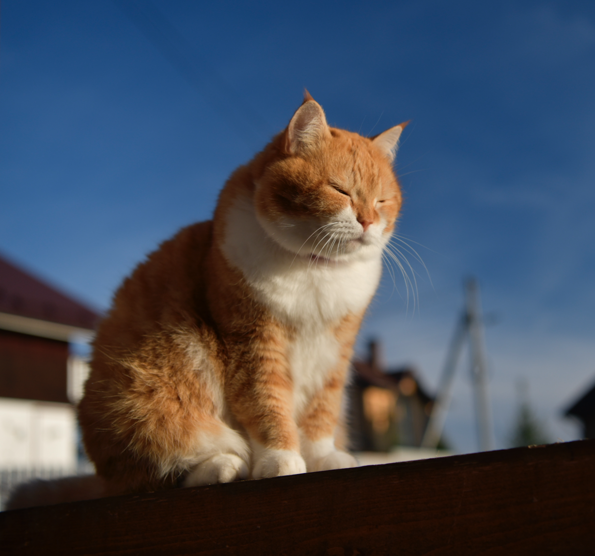 У кота внутри теплота! - Моё, Кот, Котомафия, Длиннопост