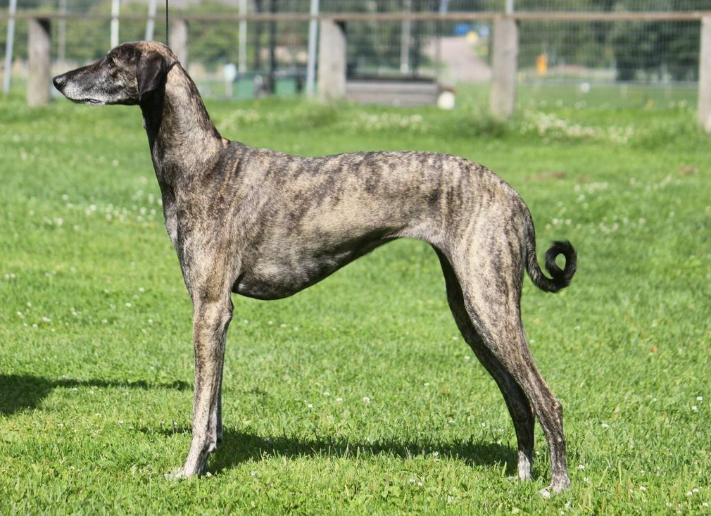 About dog breeds №65. - Dog, Dog breeds, , Greyhound, Video, Longpost