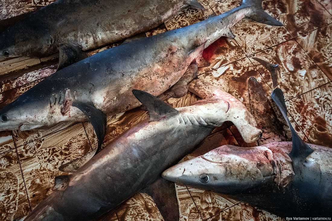 Fish market in Mogadishu - Somalia, Africa, Ilya Varlamov, Travels, Copy-paste, Longpost