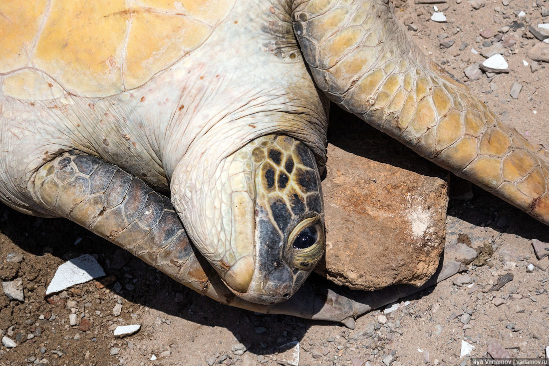 Fish market in Mogadishu - Somalia, Africa, Ilya Varlamov, Travels, Copy-paste, Longpost