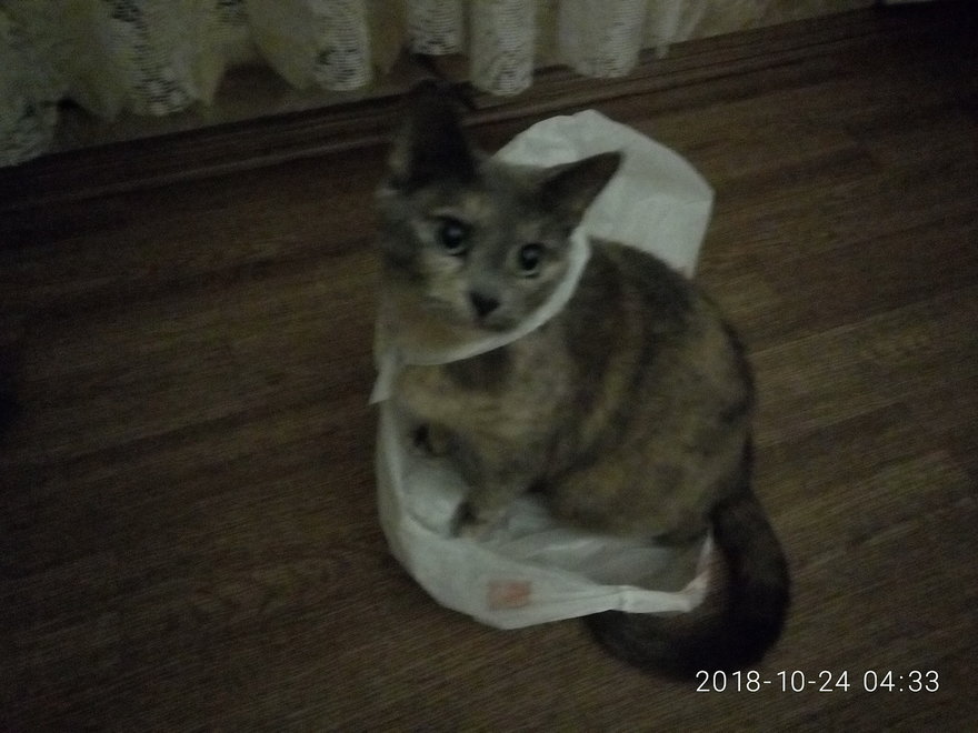 This world needs a new hero! - My, cat, Package, Longpost