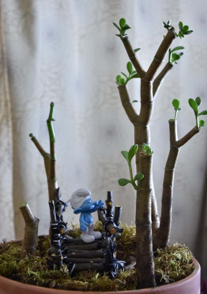 Smurf and MOST. - My, Bridge, The smurfs, Macro photography, Photographer, Longpost, Houseplants, With your own hands