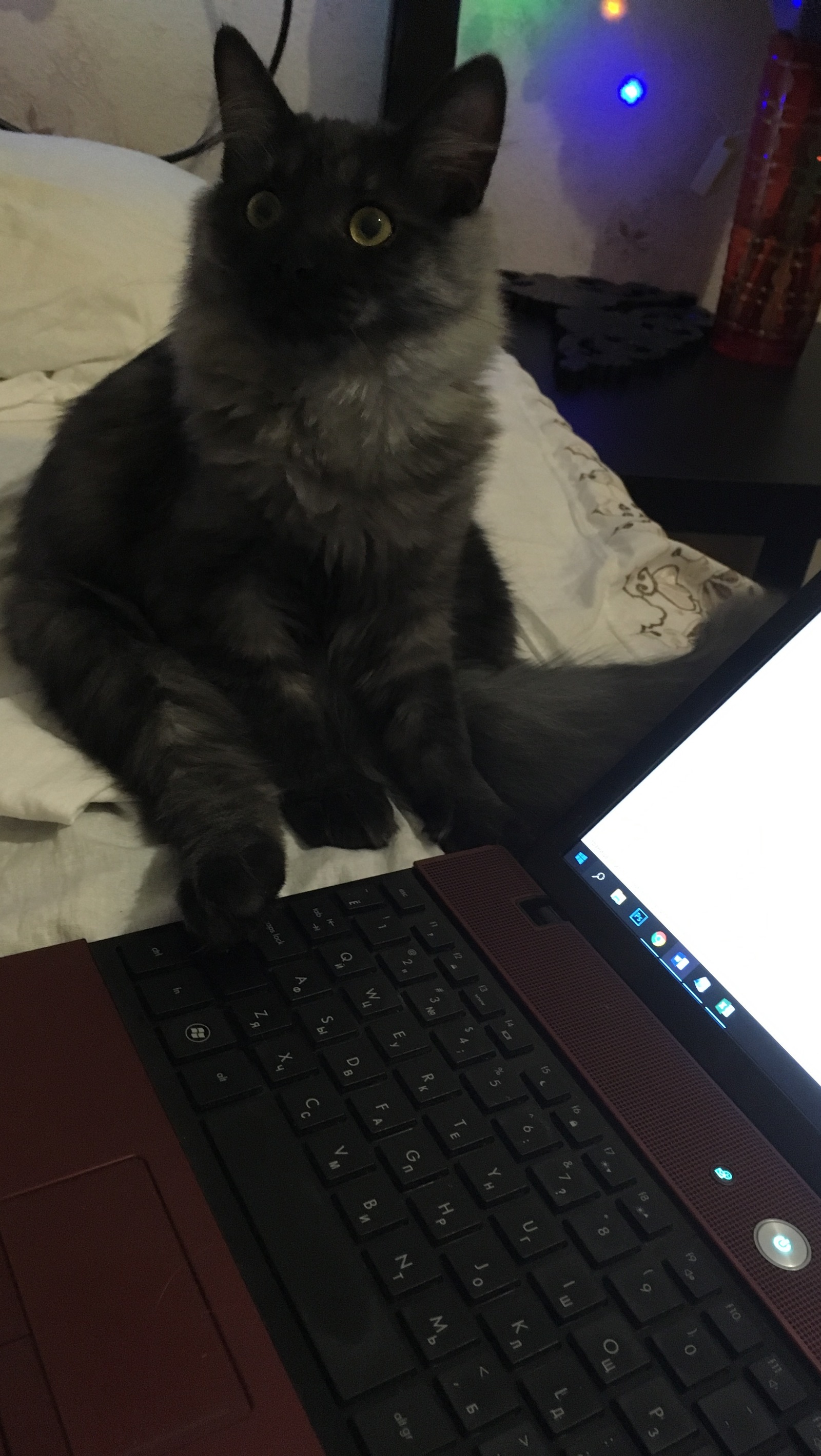 “Stop working, I want to eat!” - My, cat, Sits on his butt