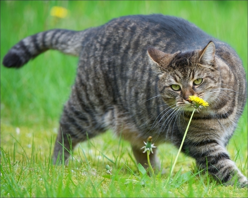 Оп, цветочек - Кот, Одуванчик, Грация, Котомафия, Фотография