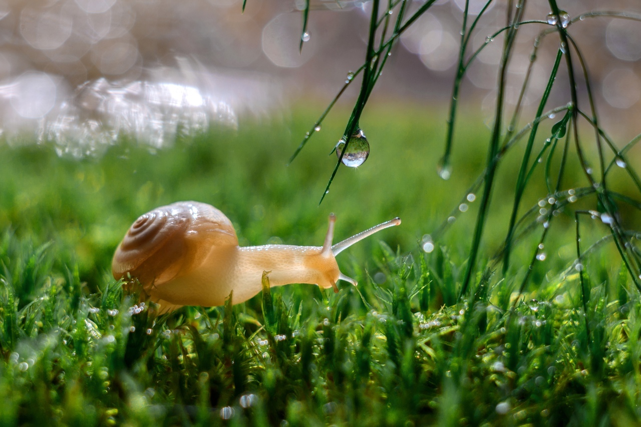 Snail. - Snail, Nature, beauty, Macro, Landscape, The photo, Macro photography