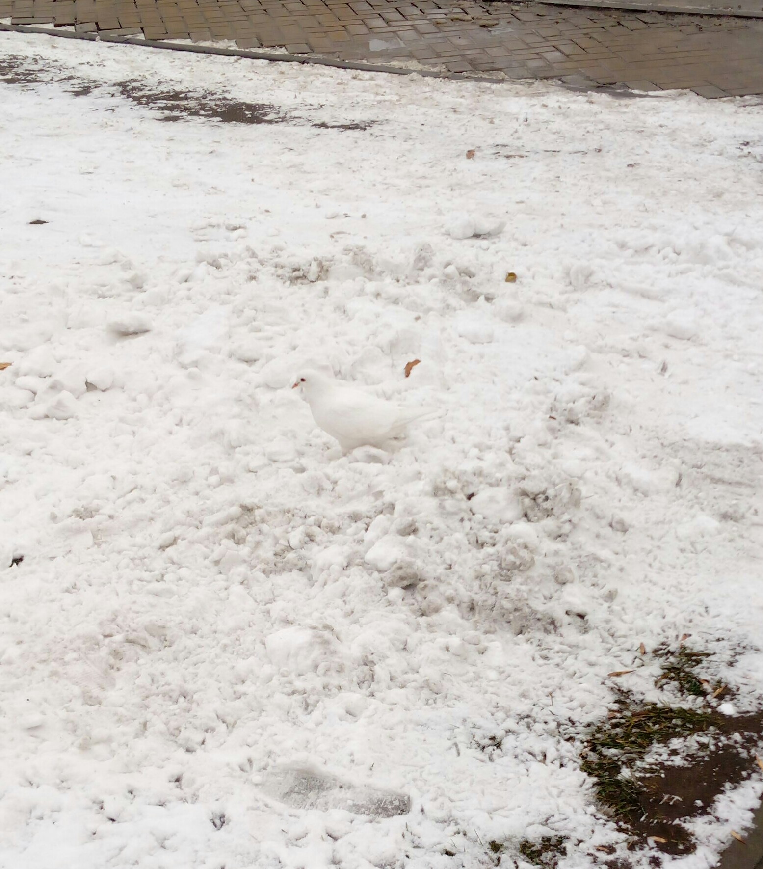 Pigeons shed their gray feathers for the winter - My, Pigeon, Snow