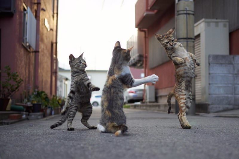 Cats, in general, are somewhat similar to Caucasians ... - cat, Lezginka, Dancing, The photo, Longpost