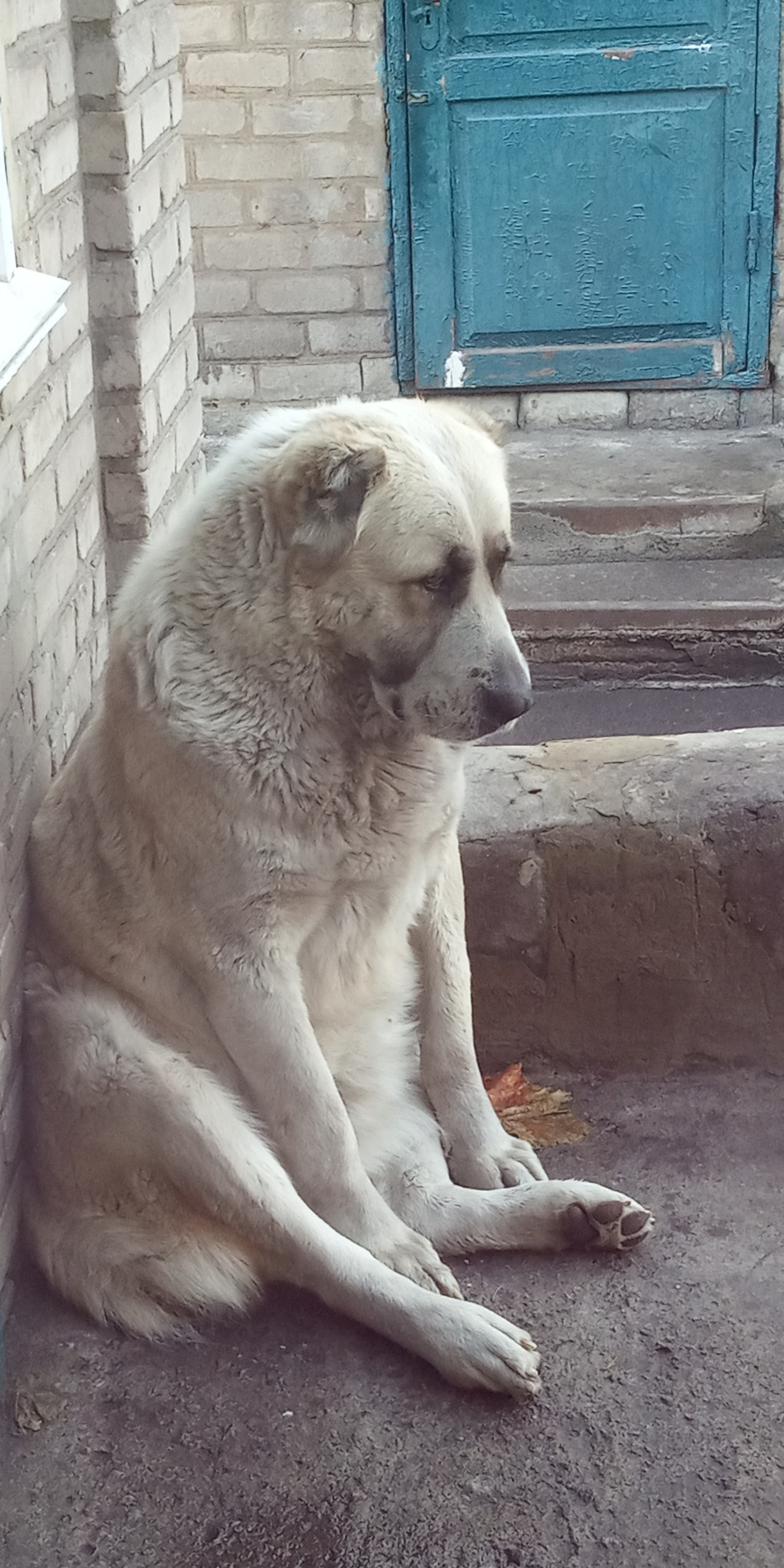 мем с алабаем