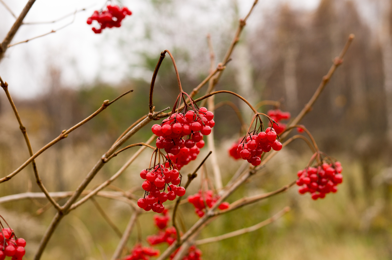 Red viburnum - My, Viburnum, Autumn, Longpost