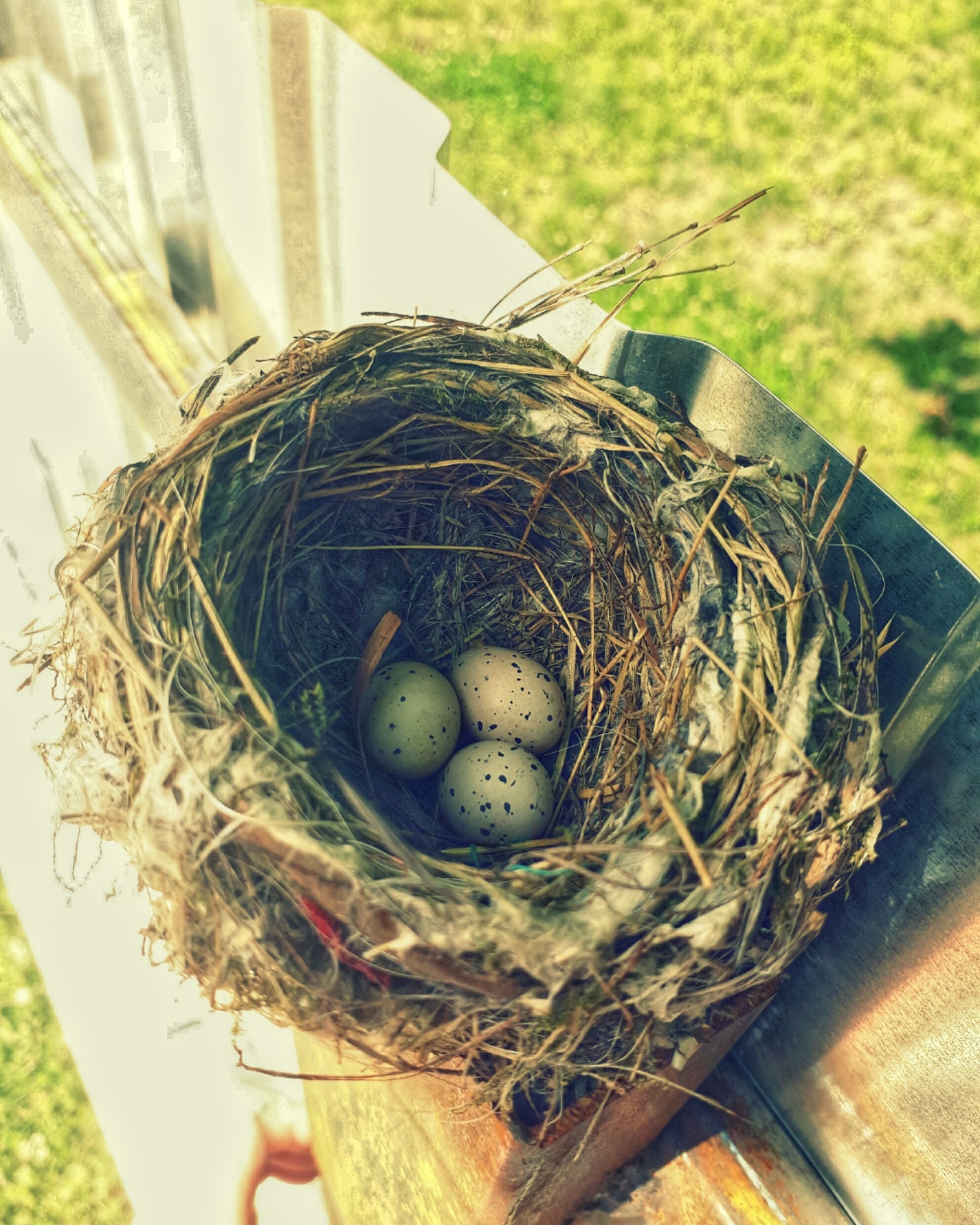 Nest at the construction site in Kotlovka - My, Nest, Birds, Moscow