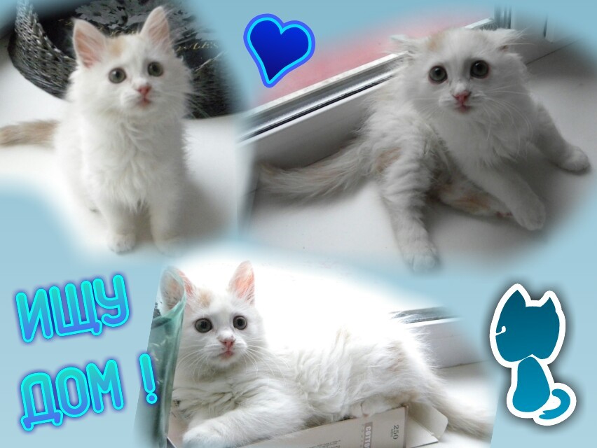 The kitten is looking for a home - My, , Kirov, Looking for a home, In good hands, Kittens, cat, White, Longpost