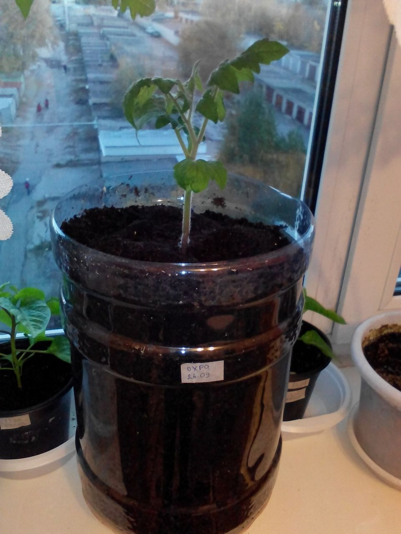 Tomatoes on the windowsill in winter. - My, Tomatoes, Vegetable garden on the windowsill, Longpost, cat