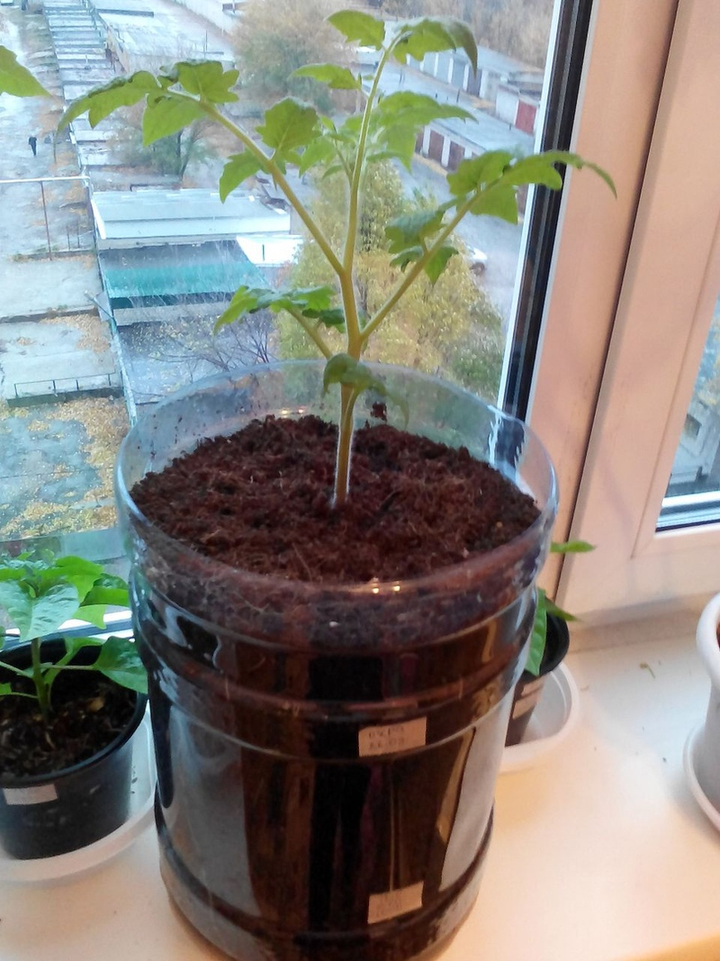 Tomatoes on the windowsill in winter. - My, Tomatoes, Vegetable garden on the windowsill, Longpost, cat