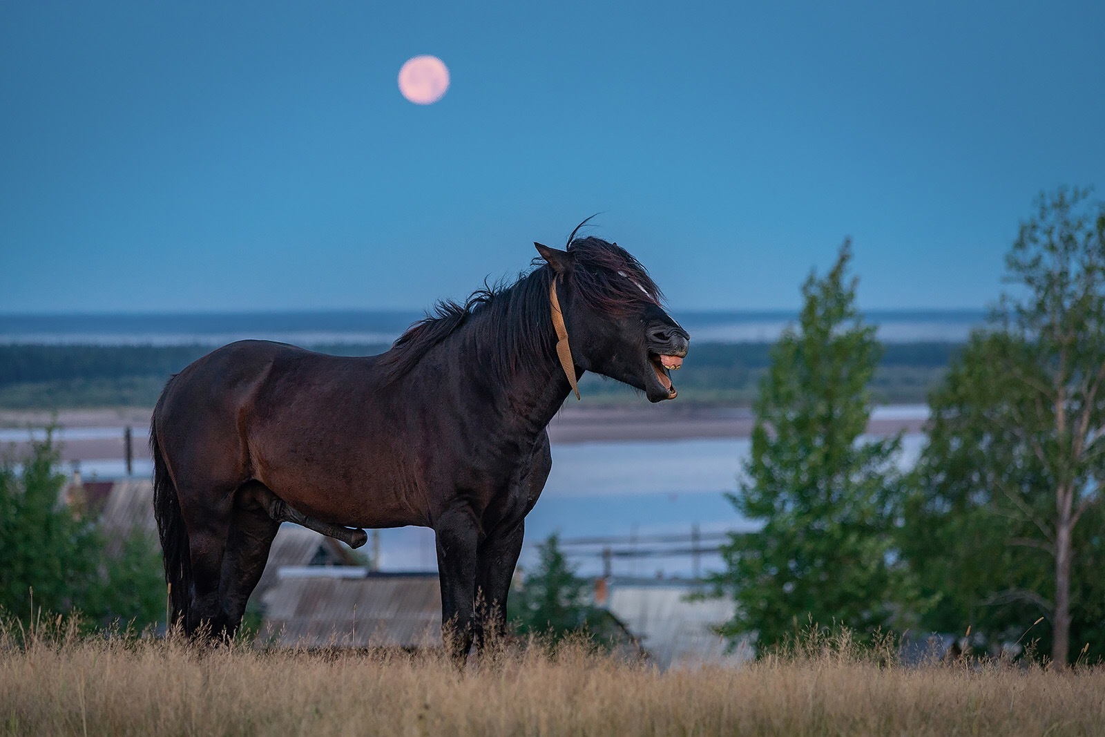 Love is like a horse - NSFW, , , author, 