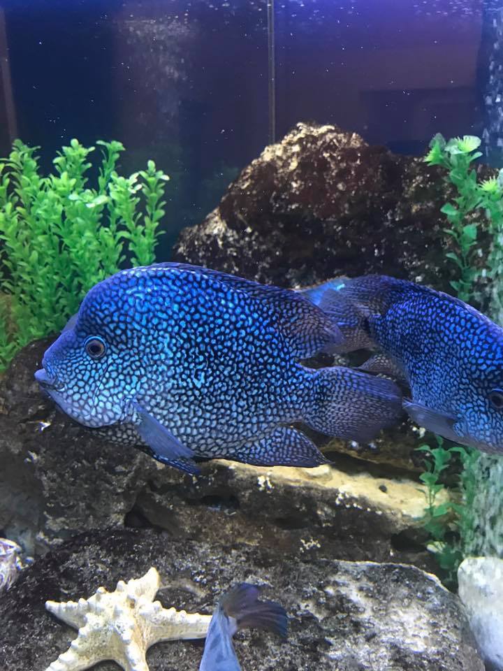 Cichlids of our teammates - Longpost, Aquarium, Aquarium fish