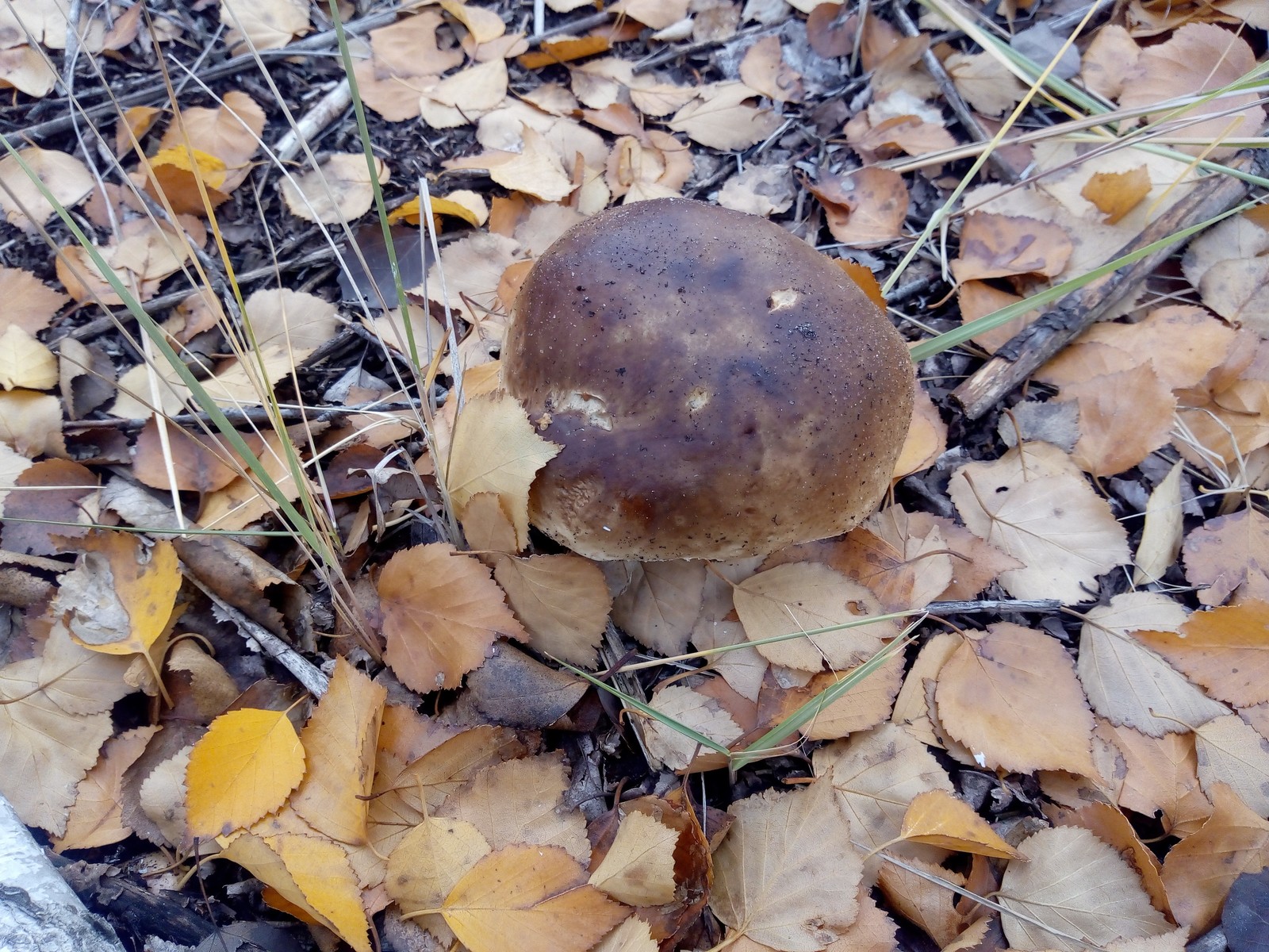 Closing of the 2018 season. - My, Volgograd region, Silent hunt, Mushrooms, Longpost