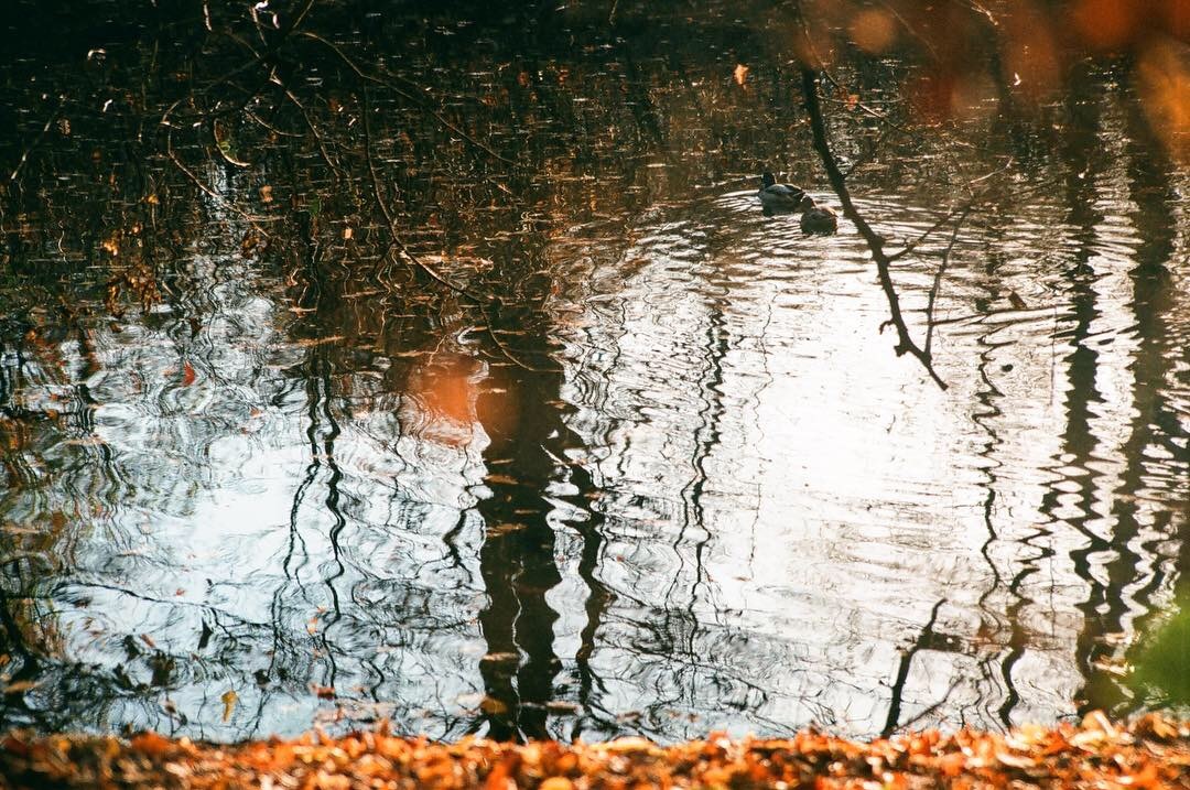 Autumn on film - My, Autumn, Film, Canon, Longpost